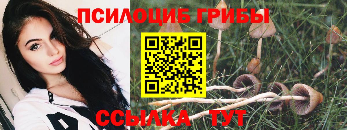 Псилоцибиновые грибы Psilocybe Вичуга